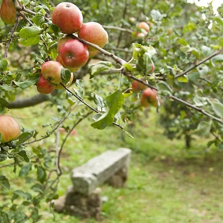 Trisqueles Y Buganvillas