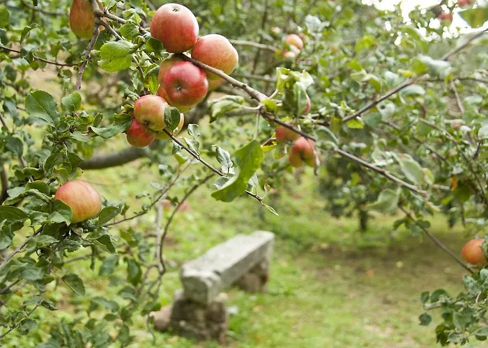 Trisqueles Y Buganvillas