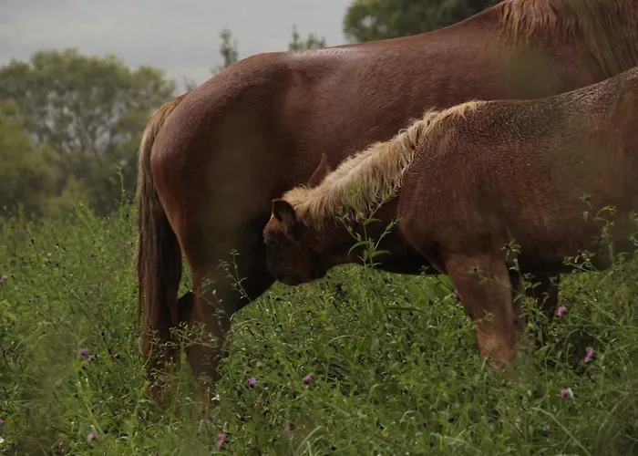 Trisqueles Y Buganvillas