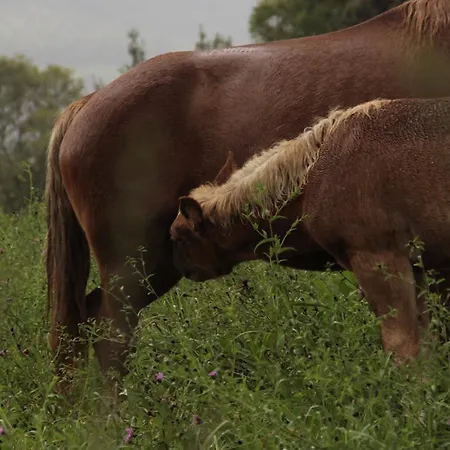 Trisqueles Y Buganvillas